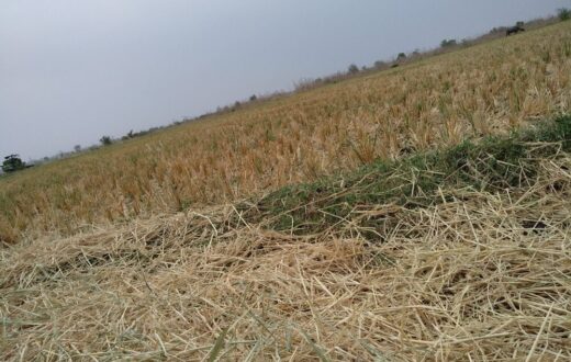 Danni alle colture agricole in Italia