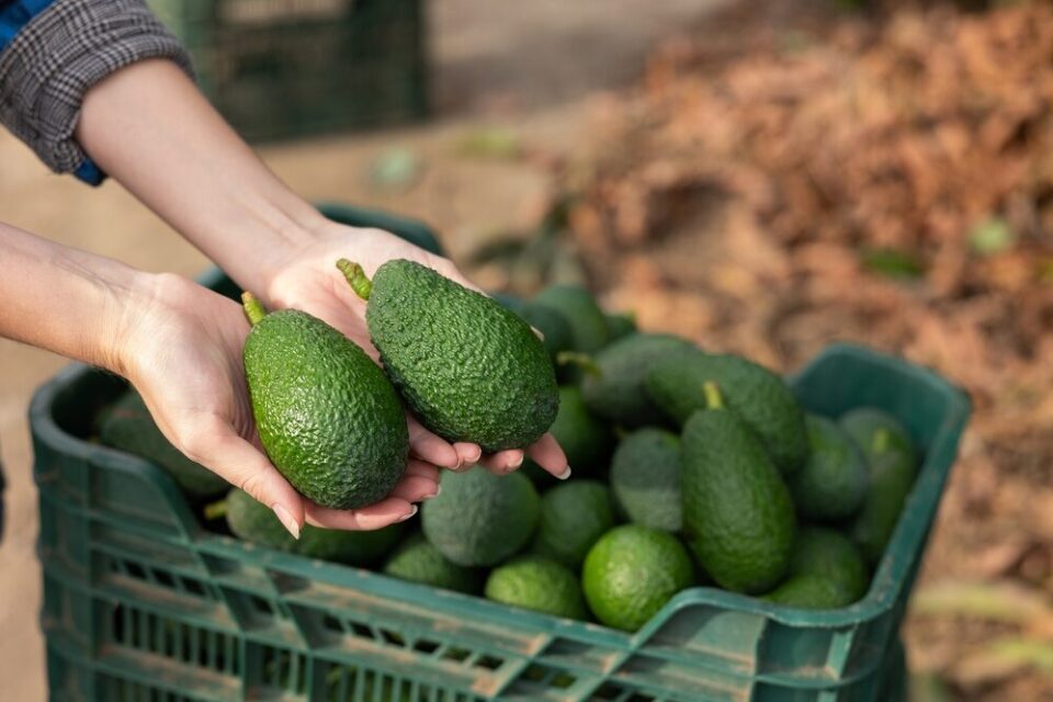 Espansione della produzione di avocado in Sicilia da parte di Halaesa
