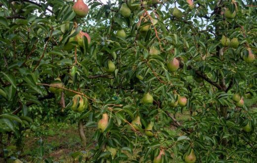 Pere italiane pronte per l'export